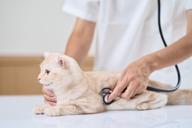 健康診断を受ける猫